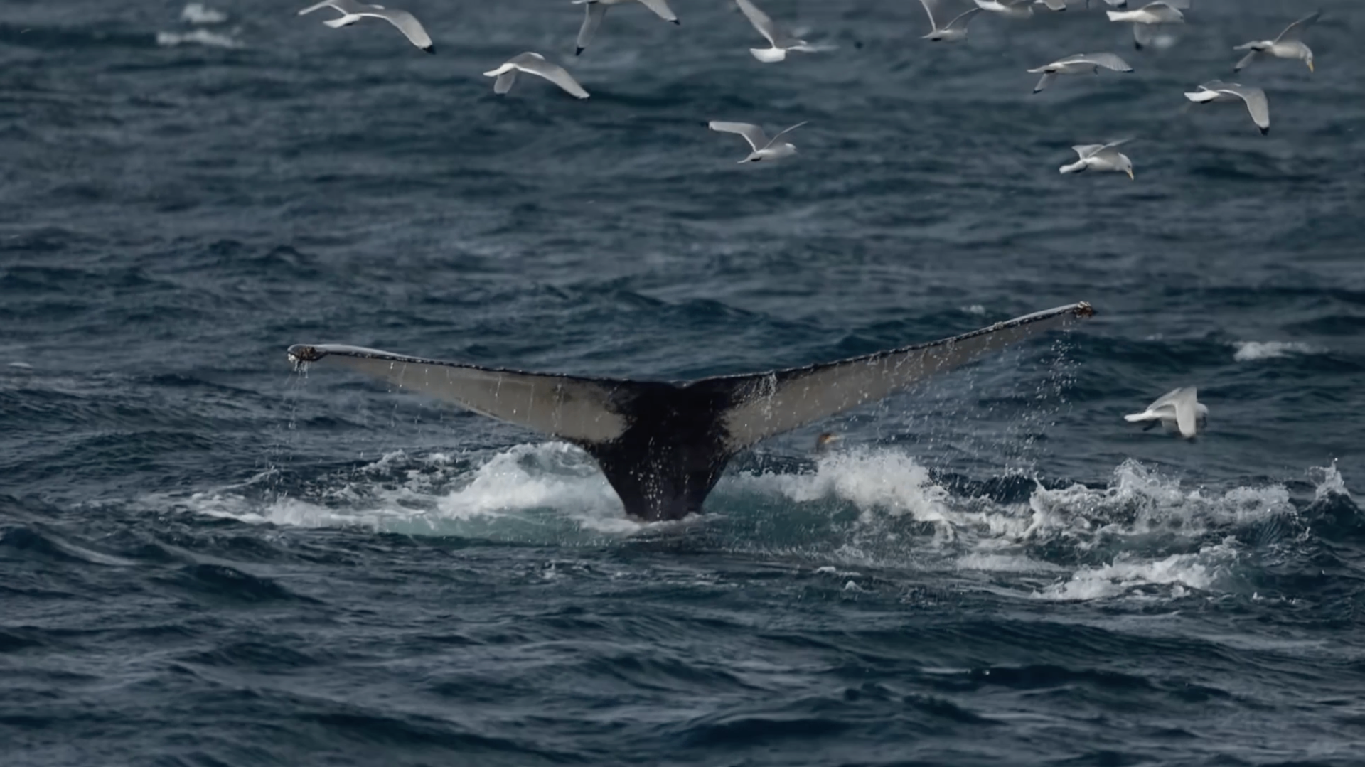 Whale whispers & the Golden Circle